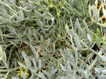 Sulla lava vicino al mare - Crithmum maritimum